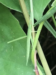 Acrida cinerea