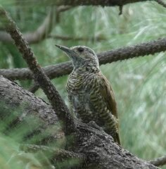 Colaptes auricularis