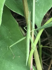 Acrida cinerea