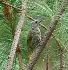 Colaptes auricularis