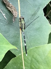 Orthetrum sabina