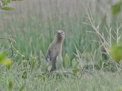 Lutrogale perspicillata