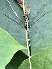 Orthetrum sabina