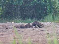 Lutrogale perspicillata