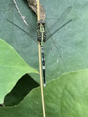 Orthetrum sabina