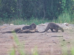 Lutrogale perspicillata