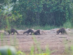 Lutrogale perspicillata