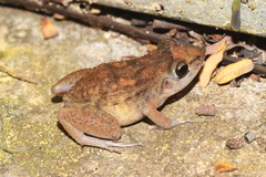 Eleutherodactylus planirostris
