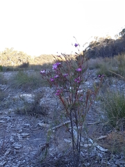 Boronia pinnata