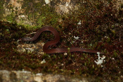 Macrocalamus chanardi