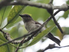 Pachycephala cinerea