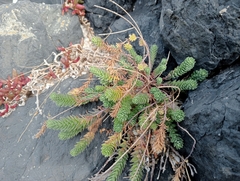 Linum monogynum monogynum