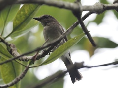 Pachycephala cinerea
