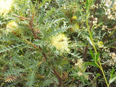 Banksia