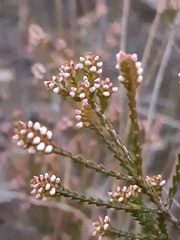 Micromyrtus ciliata