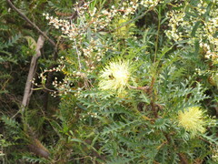 Banksia