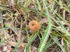 Banksia