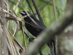 Crypsirina temia