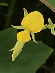 Cajanus scarabaeoides