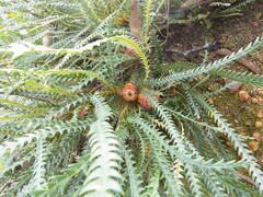 Banksia