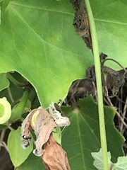 Pseudoxya diminuta