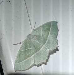 Campaea margaritaria