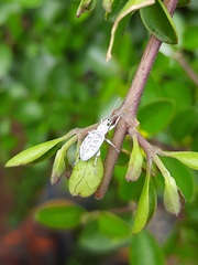 Myllocerus undecimpustulatus