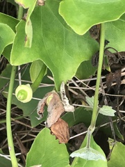 Pseudoxya diminuta