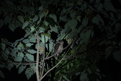 Strix leptogrammica