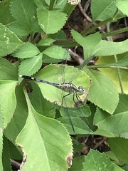 Diplacodes trivialis