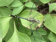 Diplacodes trivialis