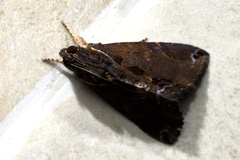 Ercheia cyllaria