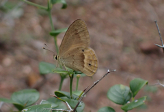Hypocysta pseudirius