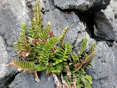 Asplenium obtusatum