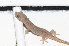 Hemiphyllodactylus hongkongensis