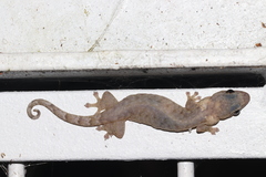Hemiphyllodactylus hongkongensis
