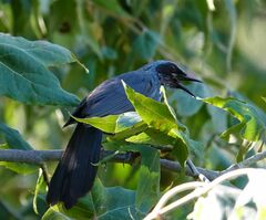 Melanotis caerulescens