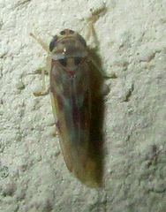 Cicadellidae
