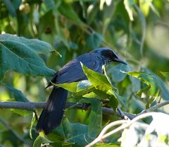 Melanotis caerulescens
