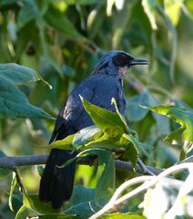 Melanotis caerulescens
