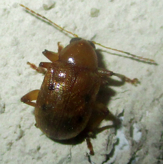 Chrysomelidae