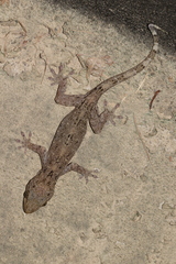 Gekko chinensis