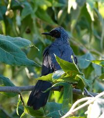 Melanotis caerulescens