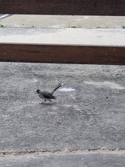 Manorina melanocephala