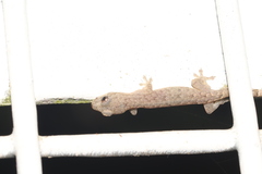 Hemiphyllodactylus hongkongensis