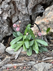 Chimaphila umbellata