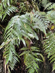 Woodwardia prolifera