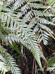 Woodwardia prolifera