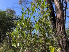 Elaeodendron australe