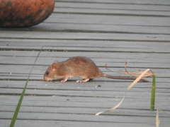 Rattus rattus